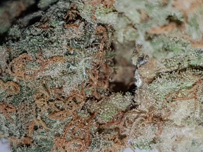 UK Cheese cannabis strain, community photo 6