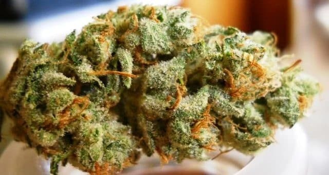 Venom OG cannabis strain, community photo 11