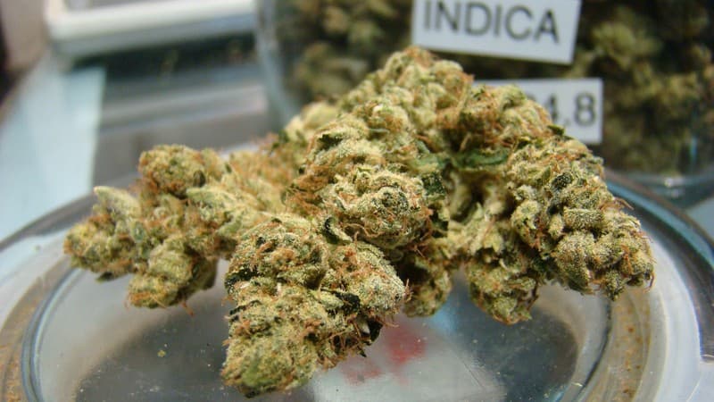 Venom OG cannabis strain, community photo 5
