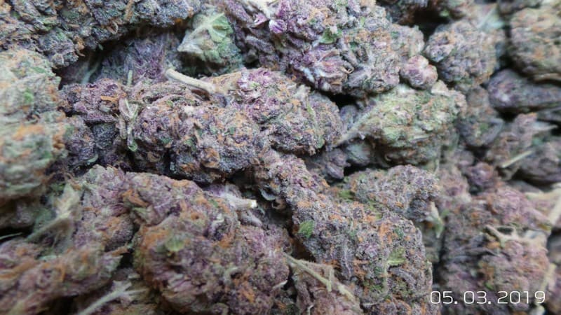 Venom OG cannabis strain, community photo 8