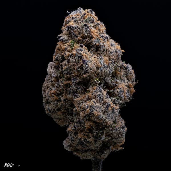 Violet Fog cannabis strain, community photo 3