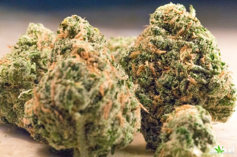 Vortex cannabis strain, community photo 3