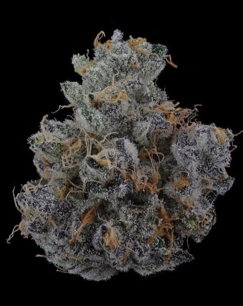 Wedding Pie cannabis strain, community photo 1