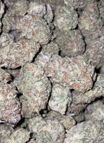 Wedding Pie cannabis strain, community photo 2