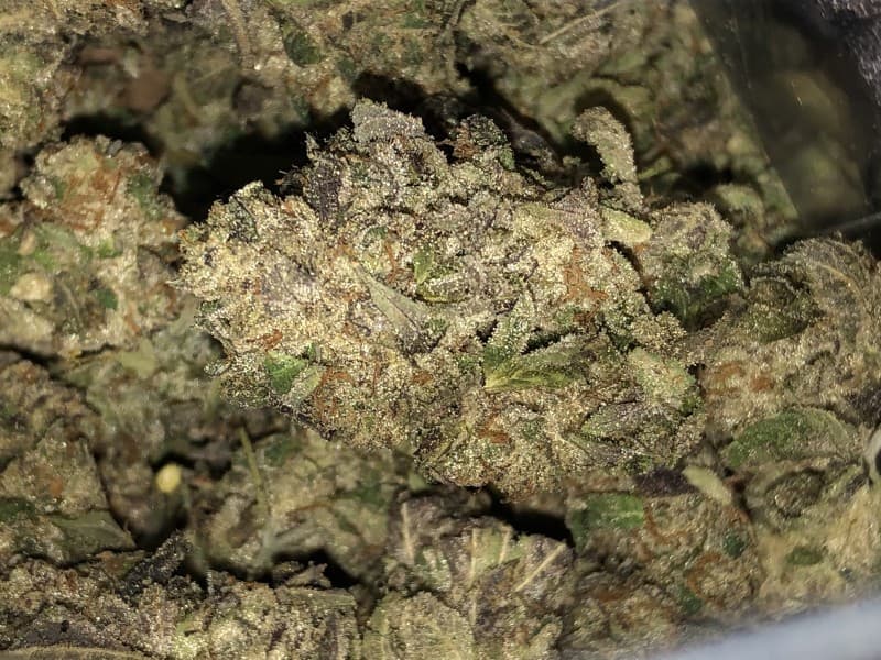 Wedding Pie cannabis strain, community photo 4