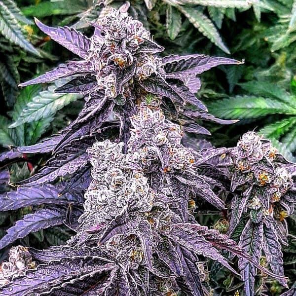 Wedding Pie cannabis strain, community photo 5