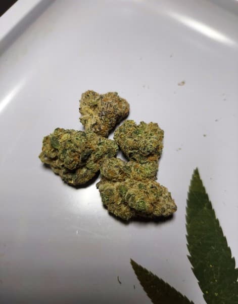 Wedding Pie cannabis strain, community photo 6