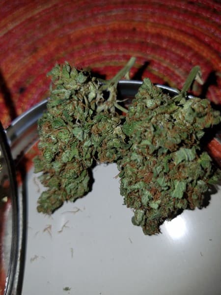 Wet Dream cannabis strain, community photo 2