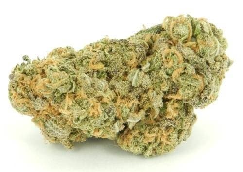 Wet Dream cannabis strain, community photo 4