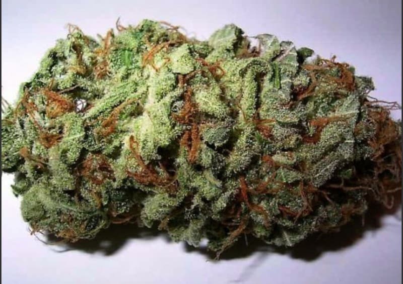 Wet Dream cannabis strain, community photo 5