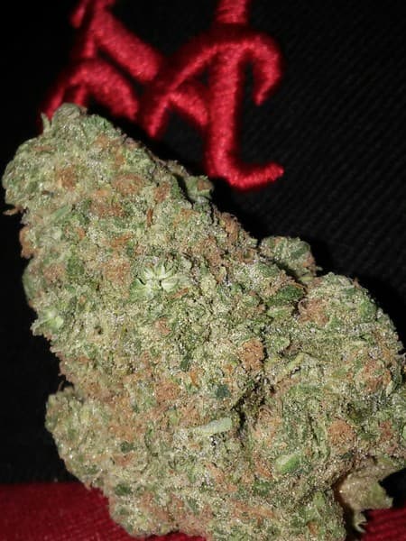 White 99 cannabis strain, community photo 2