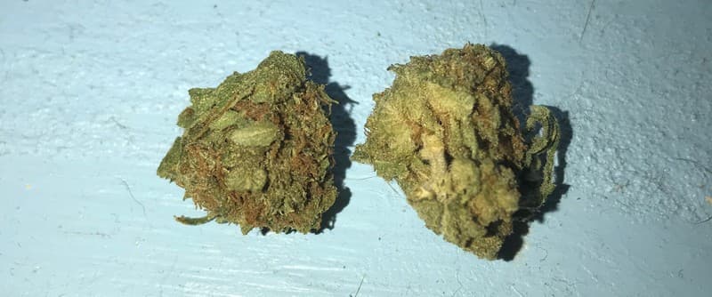 White Gold cannabis strain, community photo 2