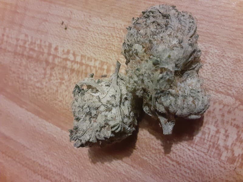 White Gold cannabis strain, community photo 3