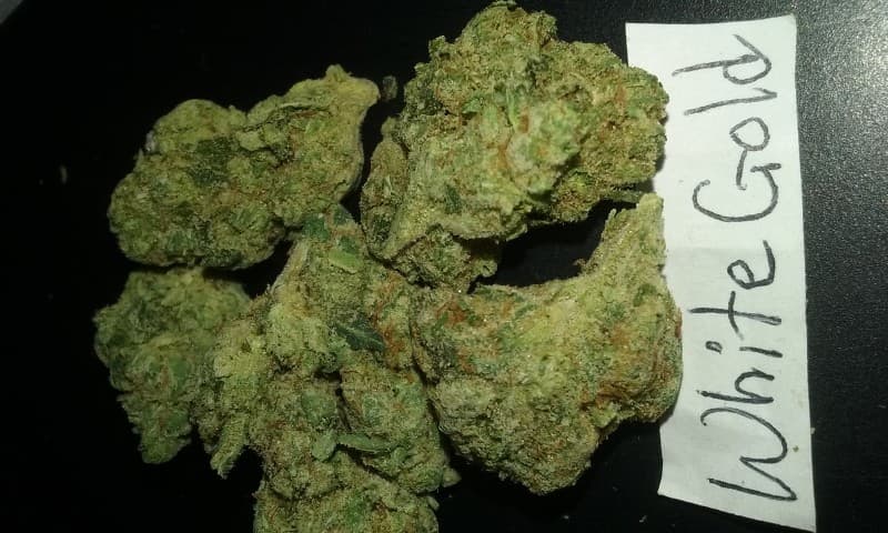 White Gold cannabis strain, community photo 4
