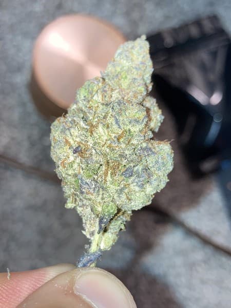 White Gummy cannabis strain, community photo 2