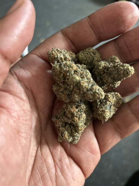 White Gummy cannabis strain, community photo 3