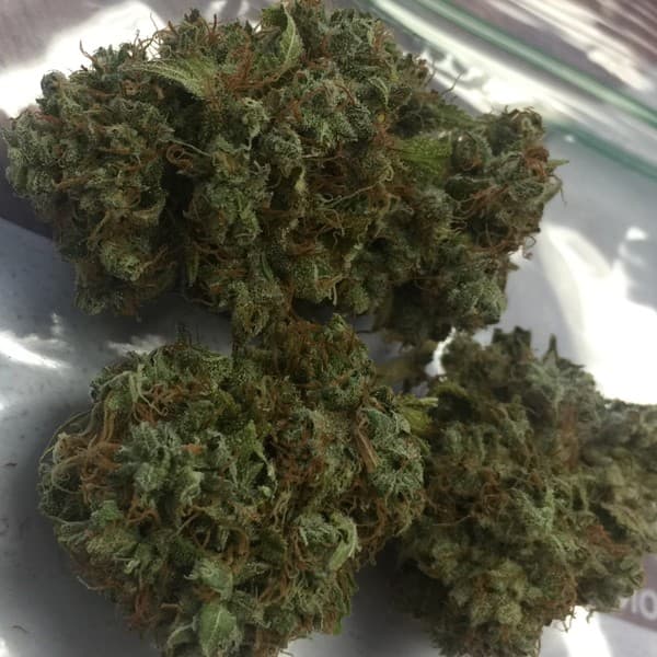 White Lotus cannabis strain, community photo 1