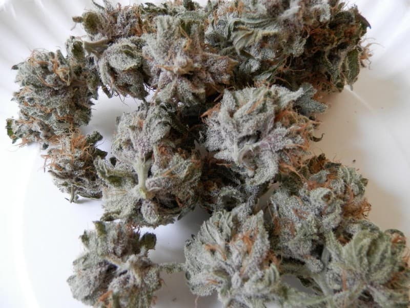 White Lotus cannabis strain, community photo 2