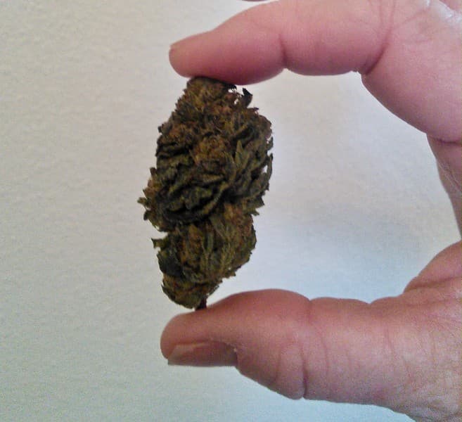 White OG cannabis strain, community photo 2
