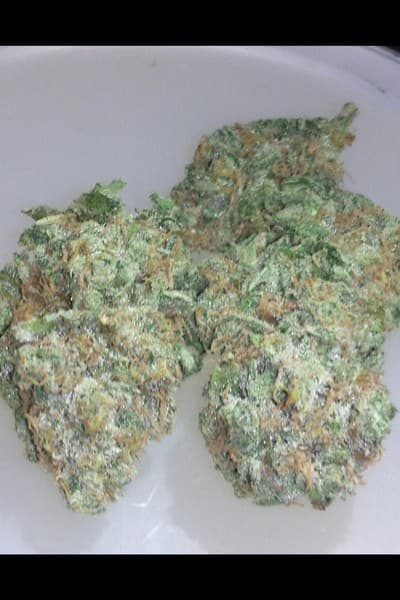 White OG cannabis strain, community photo 3