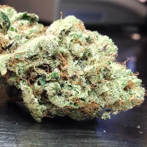White OG cannabis strain, community photo 4