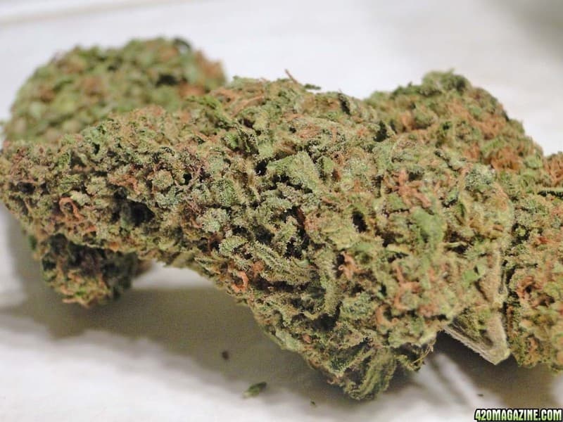White Rhino cannabis strain, community photo 1