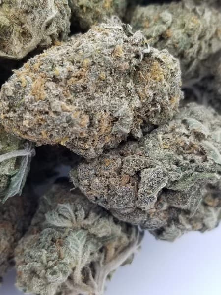 White Rhino cannabis strain, community photo 2