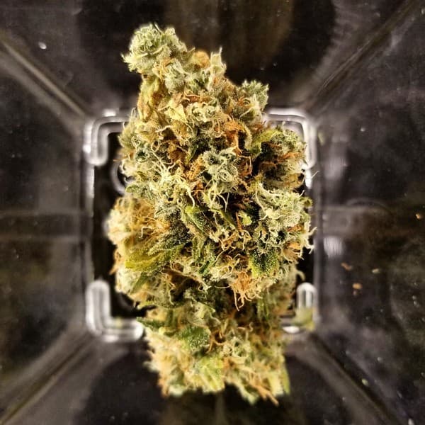White Rhino cannabis strain, community photo 3