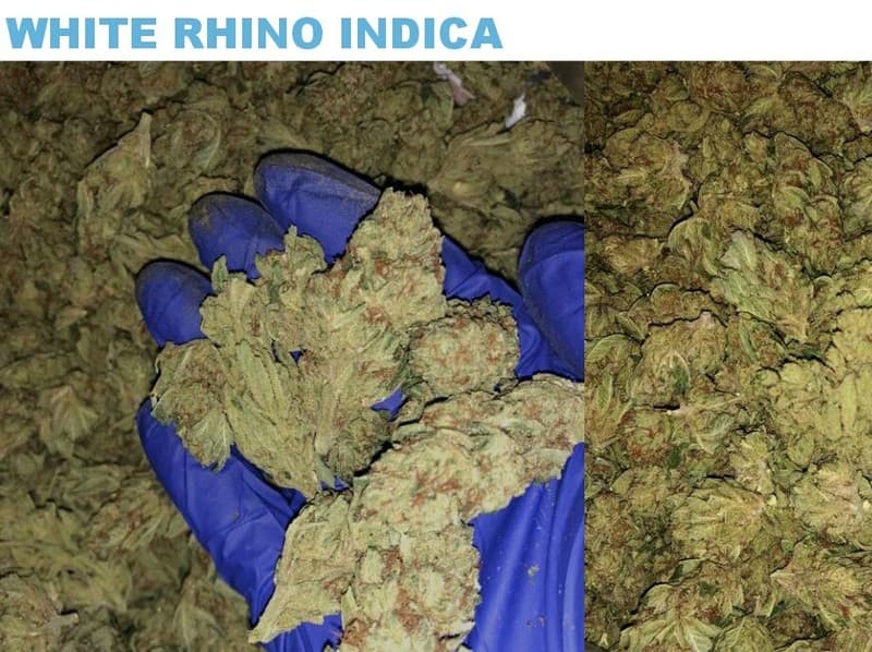 White Rhino cannabis strain, community photo 4