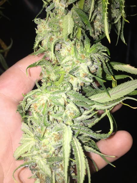 White Rhino cannabis strain, community photo 8
