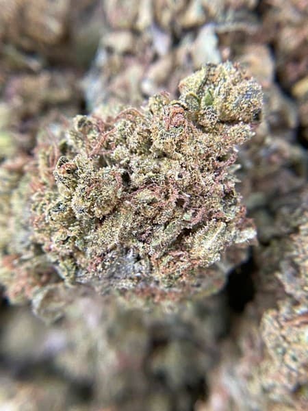 White Runtz cannabis strain, community photo 3