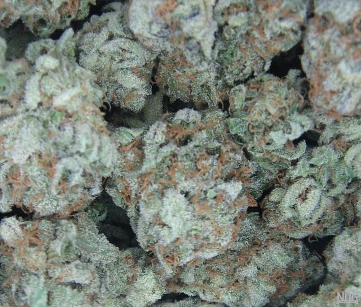 White Widow cannabis strain, community photo 4