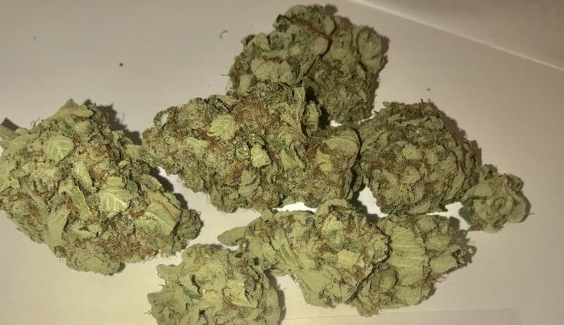 White Widow cannabis strain, community photo 5