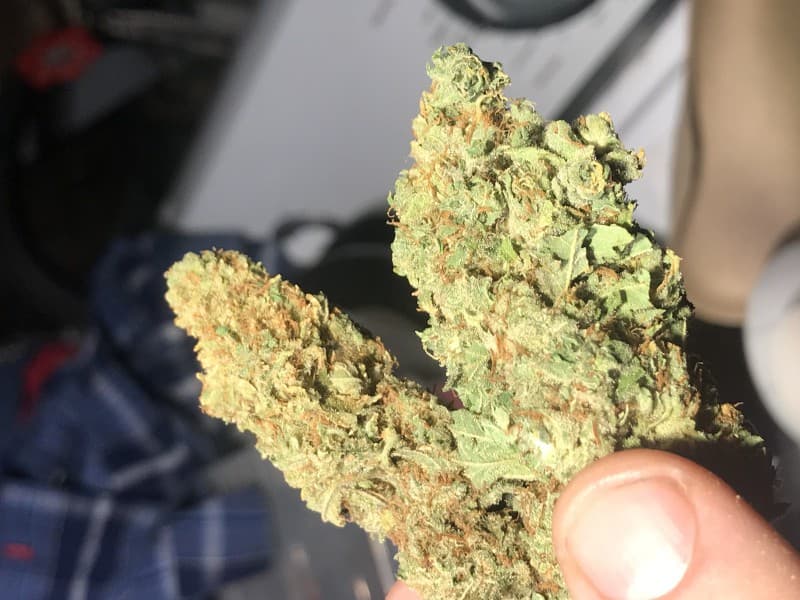 Willy Wonka cannabis strain, community photo 2