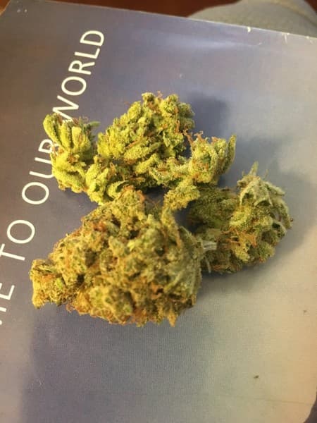 Willy Wonka cannabis strain, community photo 3