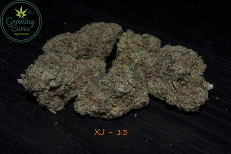 XJ-13 cannabis strain, community photo 3