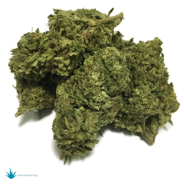 XJ-13 cannabis strain, community photo 5
