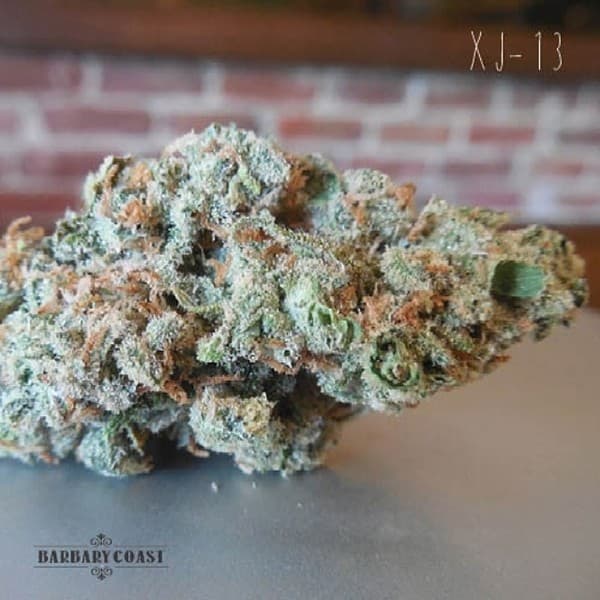 XJ-13 cannabis strain, community photo 6