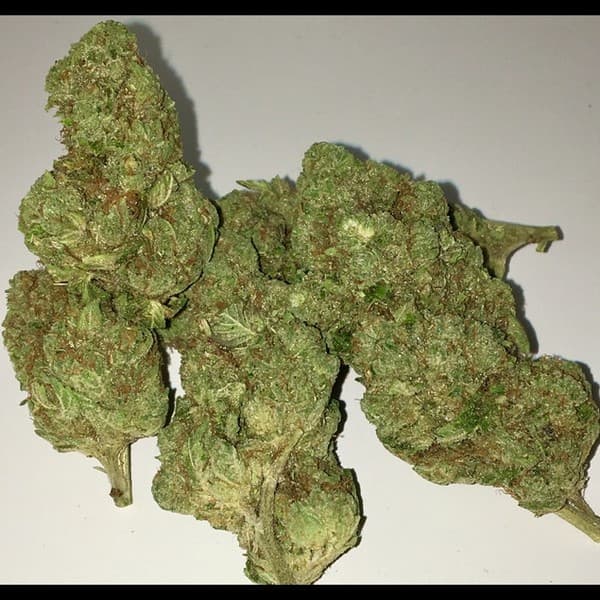 XXX OG cannabis strain, community photo 2