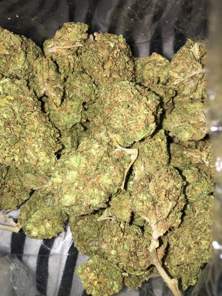 XXX OG cannabis strain, community photo 4