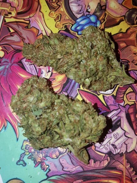 XXX OG cannabis strain, community photo 5
