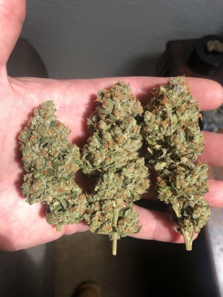 Z Cube cannabis strain, community photo 1