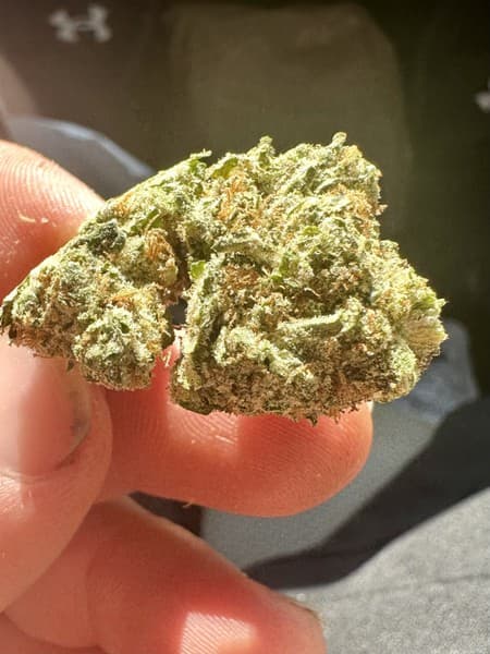 Z Cube cannabis strain, community photo 3