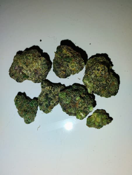 Zelato cannabis strain, community photo 1