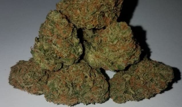 Zkittlez cannabis strain, community photo 7