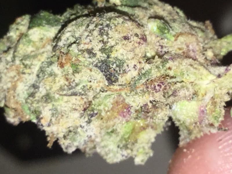 Zombie OG cannabis strain, community photo 3