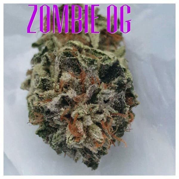 Zombie OG cannabis strain, community photo 4