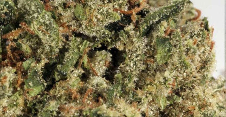 Zookies cannabis strain, community photo 2