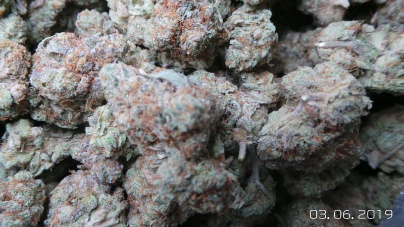 Zookies cannabis strain, community photo 5