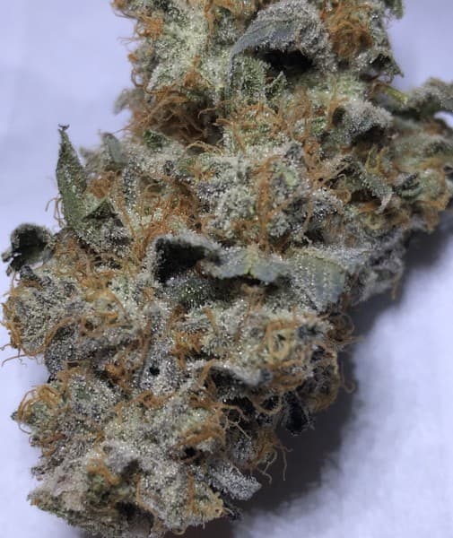 Zookies cannabis strain, community photo 6